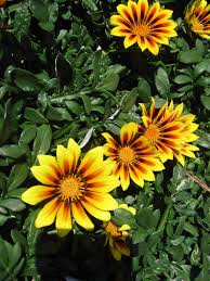 Image result for Gazanien