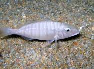 Image result for Lithognathus mormyrus