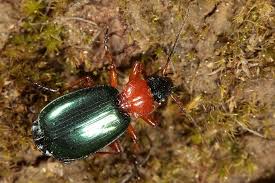 Attēlu rezultāti vaicājumam “Lebia chlorocephala”