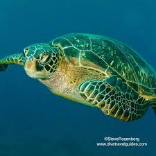 Image result for Chelonia mydas