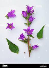 Attēlu rezultāti vaicājumam “Campanula trachelium leaf”