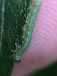 Attēlu rezultāti vaicājumam “Tenthredo scrophulariae larva”