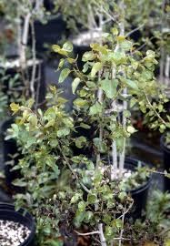 Attēlu rezultāti vaicājumam “Populus x petrowskyana leaf”