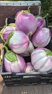 Afbeeldingsresultaat voor rosa bianca eggplant