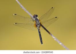 Attēlu rezultāti vaicājumam “Leucorrhinia”