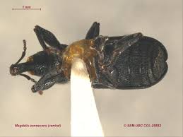 Attēlu rezultāti vaicājumam “Magdalis sp.”