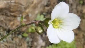Attēlu rezultāti vaicājumam “Saxifraga granulata”