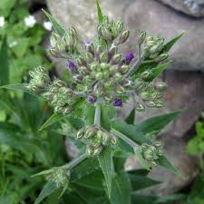 Attēlu rezultāti vaicājumam “Hesperis matronalis bud”