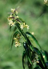 Attēlu rezultāti vaicājumam “Vincetoxicum hirundinaria flower”