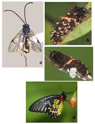 Attēlu rezultāti vaicājumam “Hoplia parvula imago”