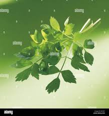 Attēlu rezultāti vaicājumam “Levisticum officinale leaf”