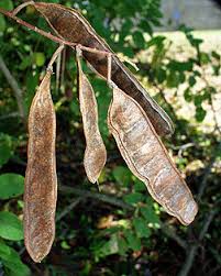 Attēlu rezultāti vaicājumam “Robinia pseudoacacia fruit”