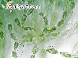 Attēlu rezultāti vaicājumam “Batrachospermum moniliforme”