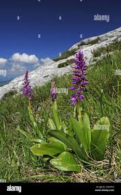 Attēlu rezultāti vaicājumam “Orchis mascula”