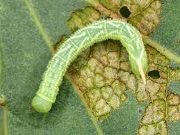 Attēlu rezultāti vaicājumam “Laothoe populi larva”