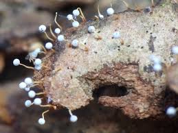 Attēlu rezultāti vaicājumam “Physarum album young”