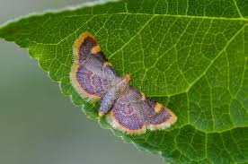 Attēlu rezultāti vaicājumam “Hypsopygia costalis”