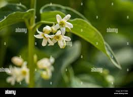 Attēlu rezultāti vaicājumam “Vincetoxicum hirundinaria flower”