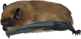 Attēlu rezultāti vaicājumam “Pipistrellus pygmaeus”