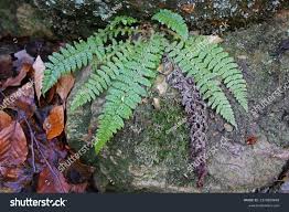 Attēlu rezultāti vaicājumam “Polystichum braunii”