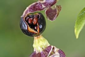 Attēlu rezultāti vaicājumam “Silene baccifera fruit”