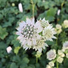 Attēlu rezultāti vaicājumam “Astrantia major”