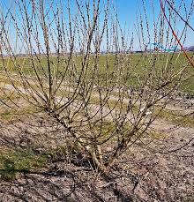Attēlu rezultāti vaicājumam “Salix cinerea”