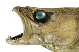 Image result for Sander lucioperca