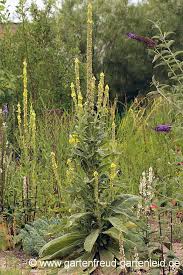 Image result for Königskerzen