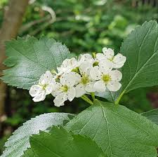 Attēlu rezultāti vaicājumam “Crataegus douglasii”