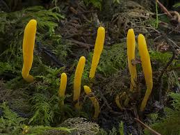 Attēlu rezultāti vaicājumam “Clavulinopsis helvola”