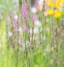 Attēlu rezultāti vaicājumam “Molinia caerulea flower”