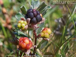Attēlu rezultāti vaicājumam “Rubus caesius fruit”