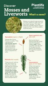 Attēlu rezultāti vaicājumam “Isothecium myosuroides sporophyte”