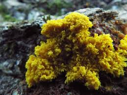 Attēlu rezultāti vaicājumam “Ophiotheca chrysosperma macro”