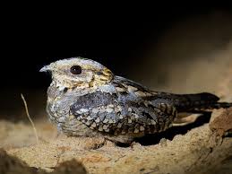 Image result for Caprimulgus ruficollis