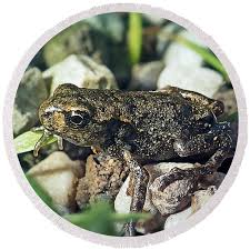 Attēlu rezultāti vaicājumam “Bufo bufo juvenile”
