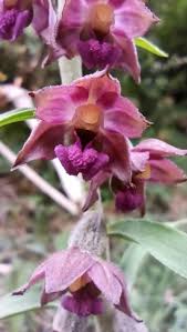 Attēlu rezultāti vaicājumam “Epipactis atrorubens”