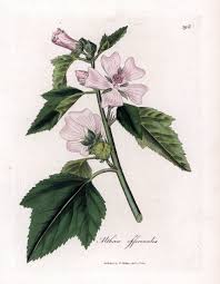 Image result for Althaea officinalis