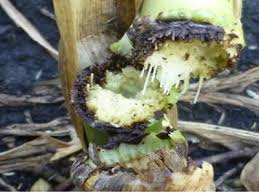 Attēlu rezultāti vaicājumam “Craterium aureum stalked”