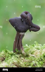 Attēlu rezultāti vaicājumam “Helvella lacunosa”