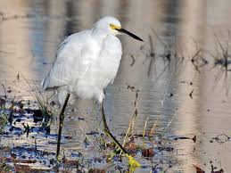 Image result for Egretta thula