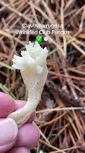 Attēlu rezultāti vaicājumam “Clavulina rugosa”