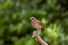 Image result for Luscinia calliope