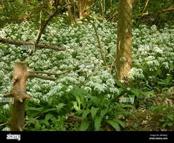 Attēlu rezultāti vaicājumam “Allium ursinum fruit”