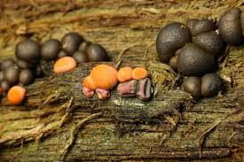 Attēlu rezultāti vaicājumam “Lycogala epidendrum aggr. macro”