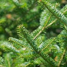 Attēlu rezultāti vaicājumam “Abies balsamea”