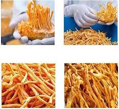 Attēlu rezultāti vaicājumam “Cordyceps militaris”