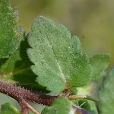 Attēlu rezultāti vaicājumam “Veronica agrestis”