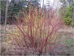 Attēlu rezultāti vaicājumam “Cornus sericea”